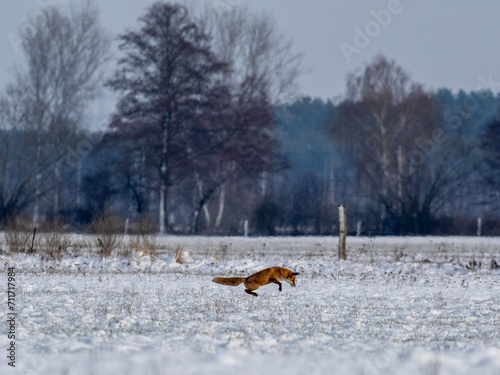 Fuchs