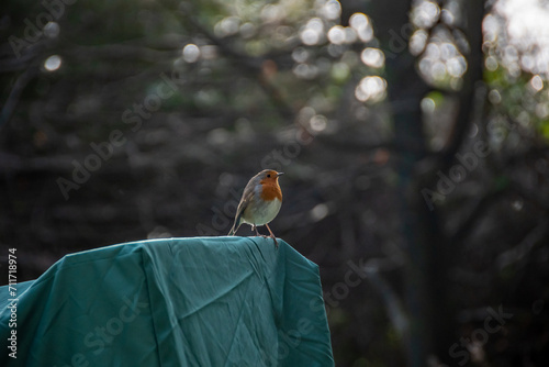 Robin. The European Robin (Erithacus rubecula), most commonly known as the Robin, is a small insectivorous passerine bird a member of the thrush family. copy space.
