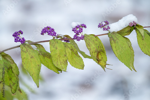 Purple beautyberry purple berries snowed on a twig with leaves. photo