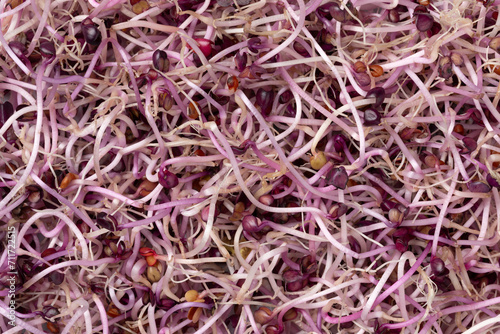 Fresh raw Sango red radish sprouts close up full frame as background