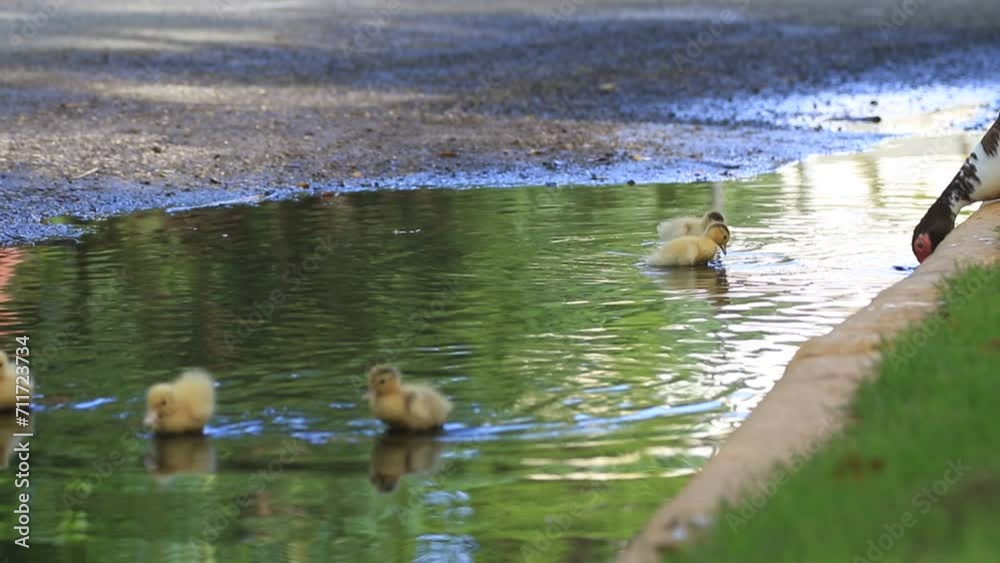 Caneton dans l'eau au bord de la route.