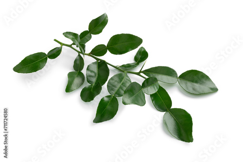 Fresh raw twig of the Mauritius papeda, djeruk perut, on white background photo