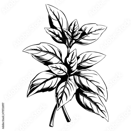basil icon illustration, basil black silhouette logo svg vector