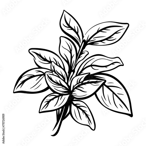 basil icon illustration, basil black silhouette logo svg vector