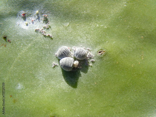 Cochineal (Dactylopius coccus) on the leaf of an Opunitie (Opuntia), Fuerteventura, Canary Islands, Spain. photo
