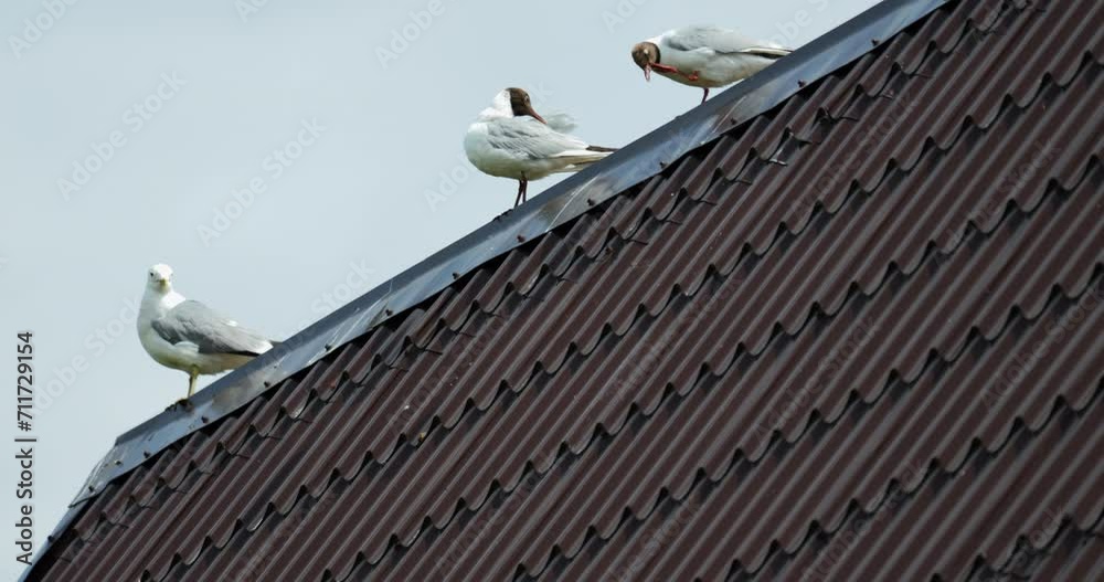 Seagulls sit on the iron brown roof and clean their feathers Seagulls sit on the iron brown roof and clean their feathers