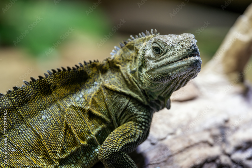Obraz premium Agama weberova on a tree trunk - lizard.