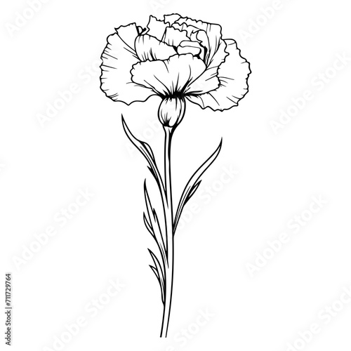 Carnation flower graphic black and white isolated illustration vector photo