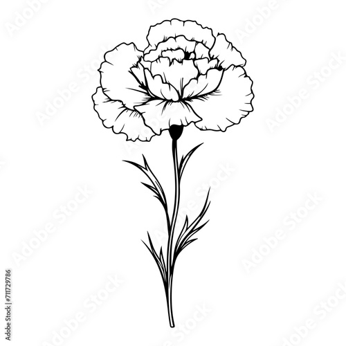 Carnation flower graphic black and white isolated illustration vector