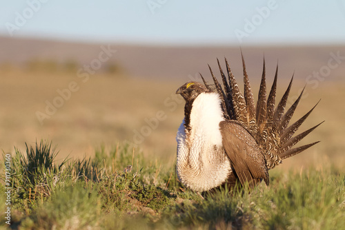 Fotografía Greater Sage-grouse - a male performs the mating dance to attract a female