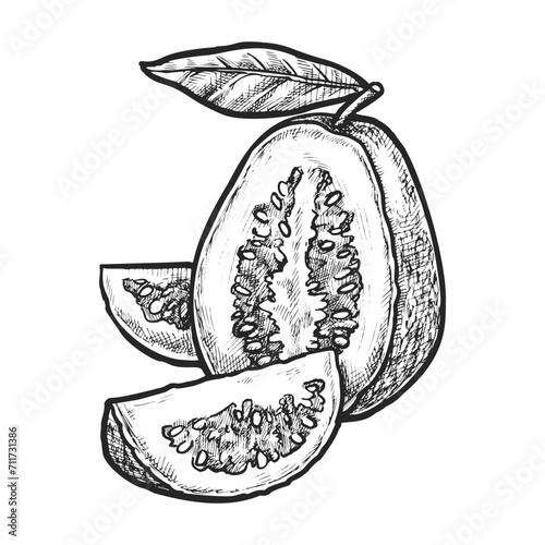 Vector realistic guava sketch. Sliced tropical fruit or hand drawn exotic vegetarian or vegan dessert ingredient. Harvest and agriculture image in vintage style. Farm and culinary. Healthy diet
