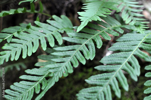 Fern Polypodium vulgare grows on a rock in the woods photo