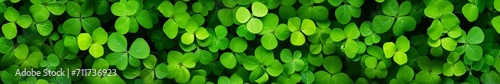 Green clover, shamrocks, trefoil leaves natural background. Traditional symbol of St. Patricks day. Horizontal banner, header for website