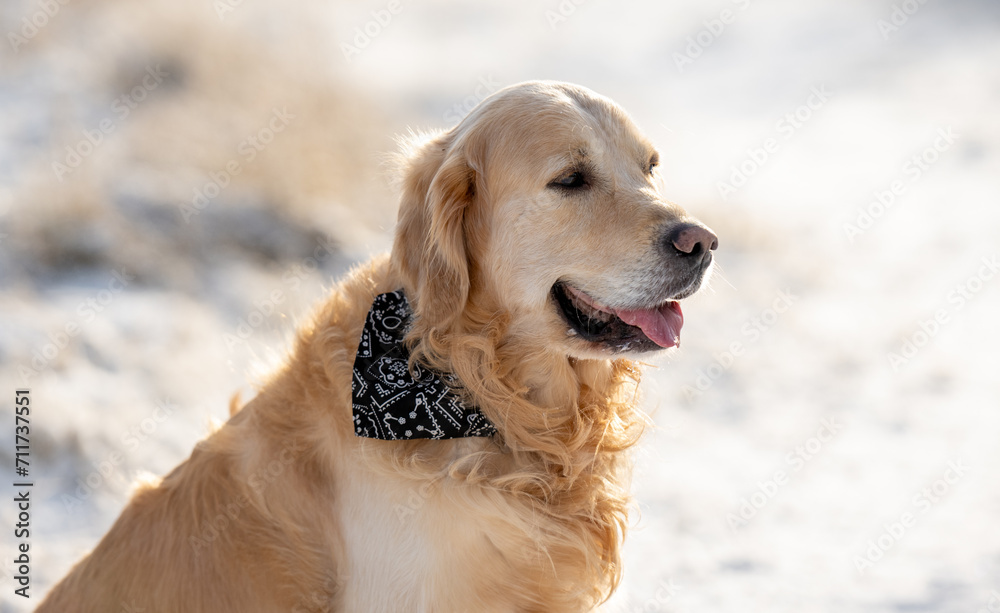 Golden Retriever Dog Poses For A Winter Portrait