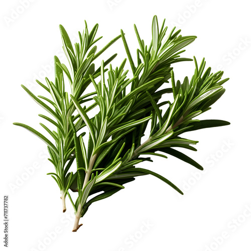 twig of rosemary png. rosemary top view. rosemary flat lay png. aromatic plant of rosemary isolated. rosemary spice. Salvia rosmarinus photo