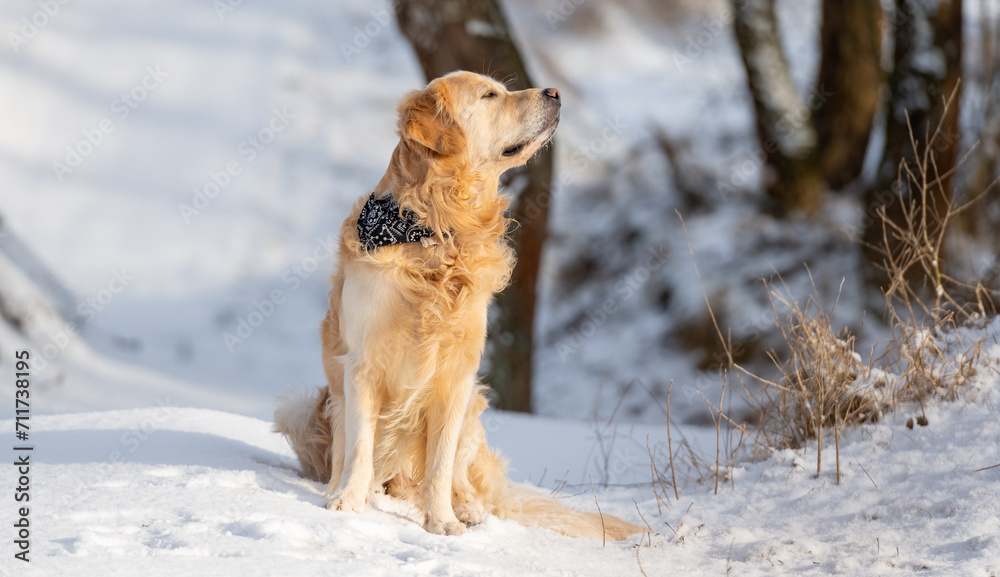 Golden Retriever Dog Sits Against Backdrop Of Winter Forest At Sunset