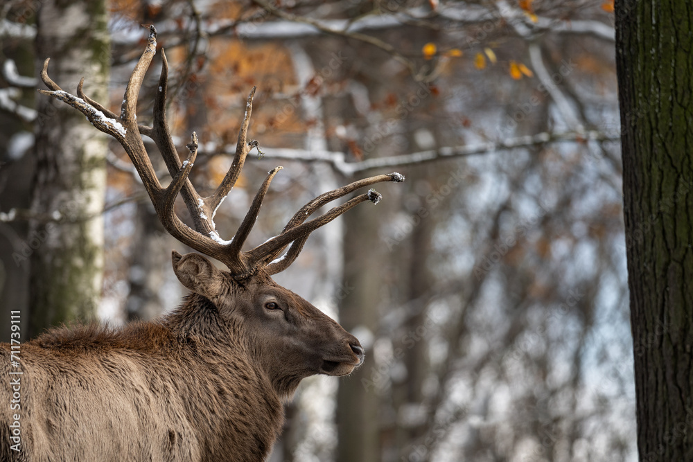 Male red deer with antlers outdoors in the snow. Male red deer with antlers outdoors in the snow.