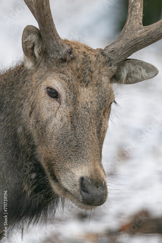 Male red deer with antlers outdoors in the snow. photo