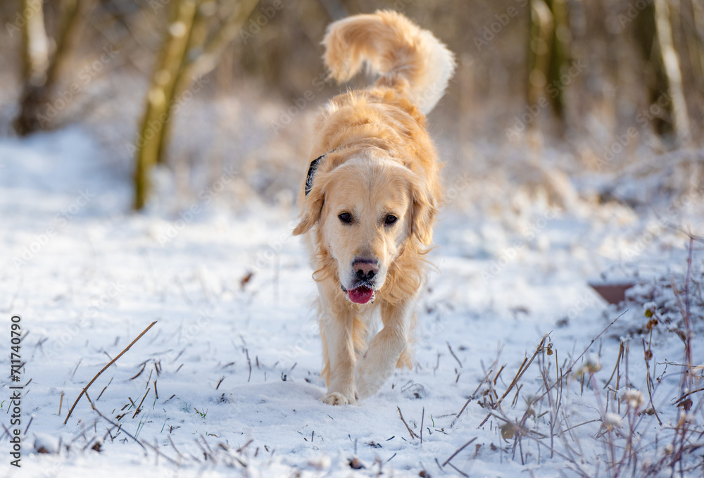 Golden Retriever Joyfully Runs During A Winter Walk In The Park