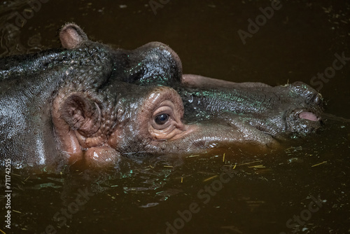 Detail of the head of an amphibian hippopotamus.