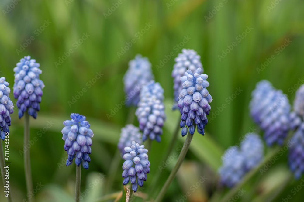 Muscari armeniacum Valerie Finnis ornamental springtime flowers in bloom, Armenian grape hyacinth light blue flowering plants Muscari armeniacum Valerie Finnis ornamental springtime flowers in bloom, Armenian grape hyacinth light blue flowering plants