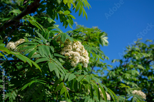 Sorbus aucuparia white rowan flowering tree plant, mountain-ash flowers in bloom on green branches photo