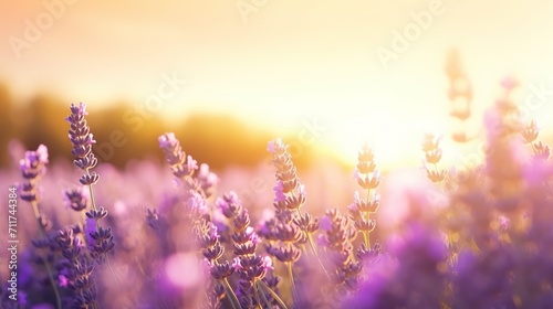 Lavender blooms in the field. sunset or sunrise over a lavender field with a tree