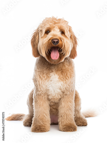 Happy australian labradoodle dog sitting looking at camera, isolated on all white background