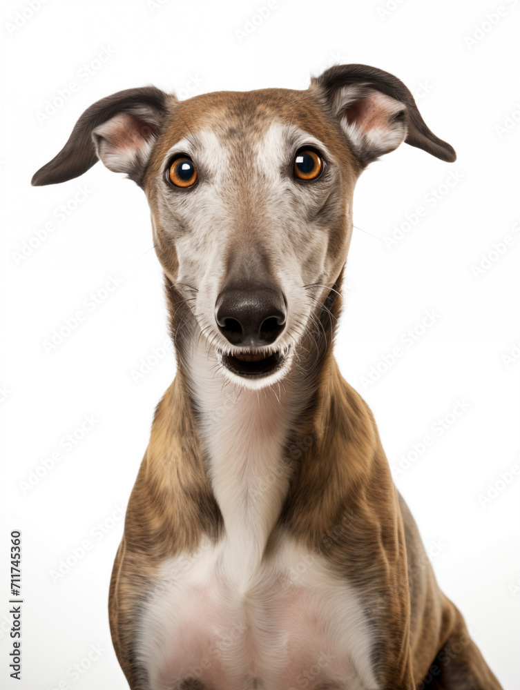 Happy Greyhound dog head, isolated on all white background