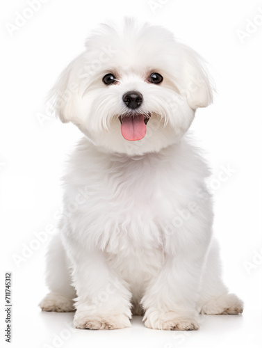Happy maltese bichon dog  sitting looking at camera, isolated on all white backg Fototapet