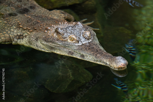 A scaly crocodile in head detail.