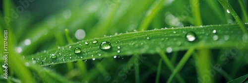 Green grass with dew drops. Natural floral background. Grass background. Morning dew, close-up, macro. Daylight. 