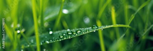 Green grass with dew drops. Natural floral background. Grass background. Morning dew, close-up, macro. Daylight. 