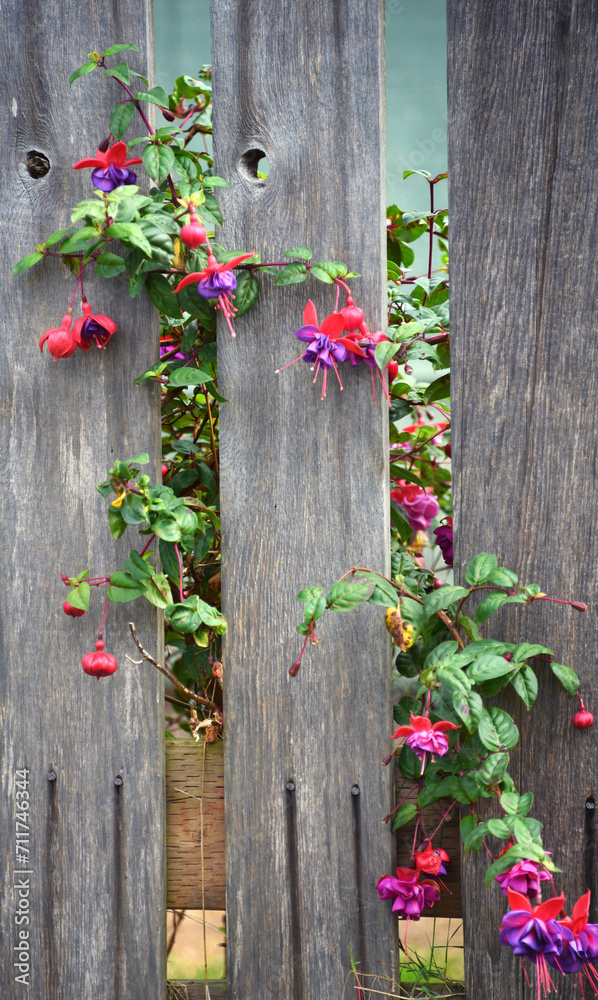 Fence and Blooming Fuchsia Fence and Blooming Fuchsia