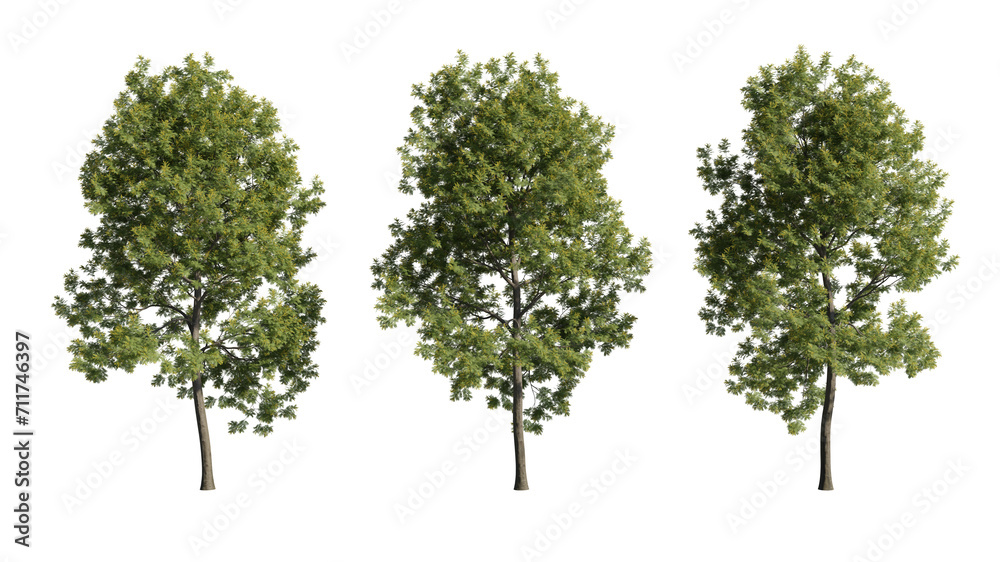 Set of trees, realistic 3D rendering on a transparent background