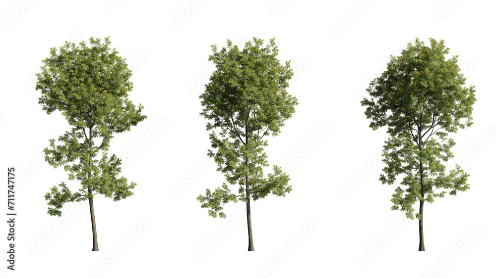 Set of trees, realistic 3D rendering on a transparent background Set of trees, realistic 3D rendering on a transparent background