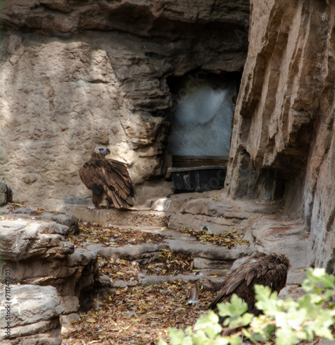 Denver, Colorado\ USA - August 18, 2020: Denver City Zoo photo