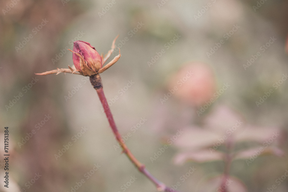buds of a rose buds of a rose