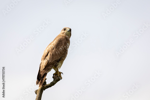 young red tailed hawk on a dead tree