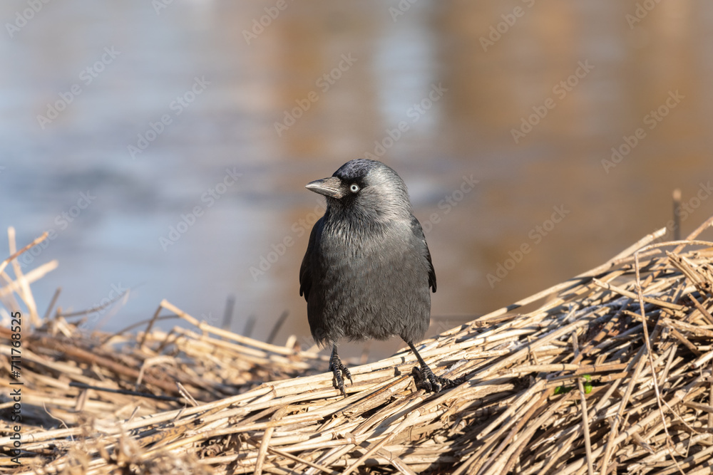 Obraz premium Front portrait of an western jackdaw (Corvus monedula) sitting on a dry reed