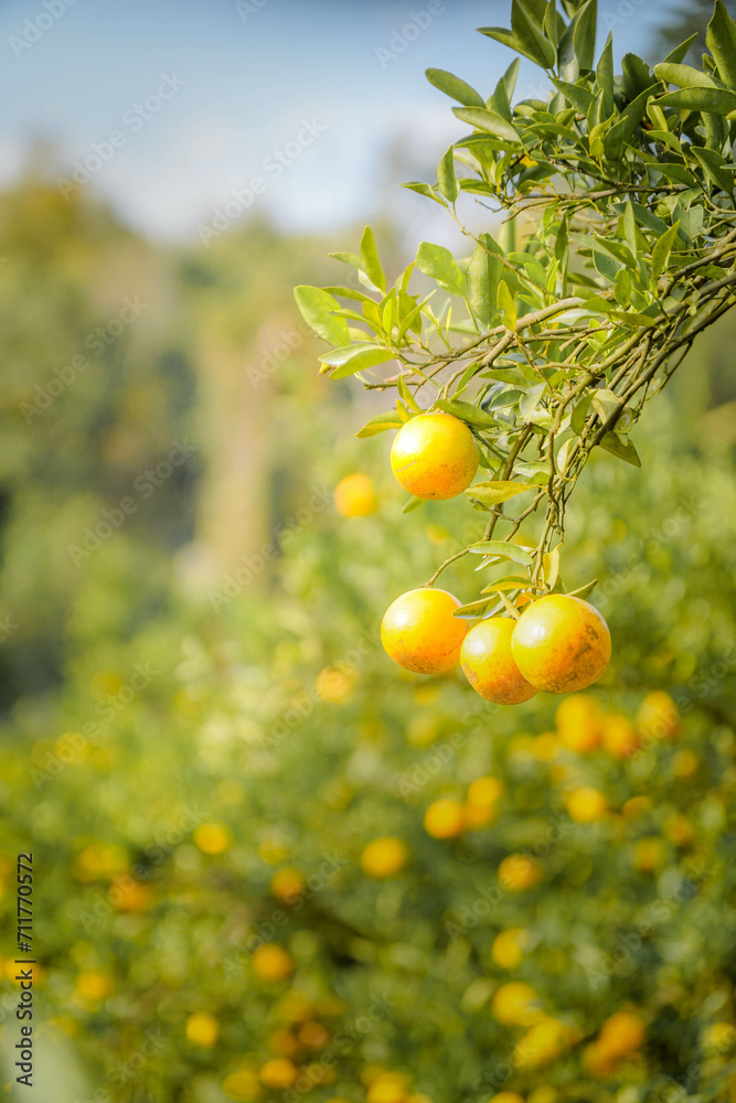 Close up and selective focus group of oranges on branches at farm, copy space concept. Close up and selective focus group of oranges on branches at farm, copy space concept.