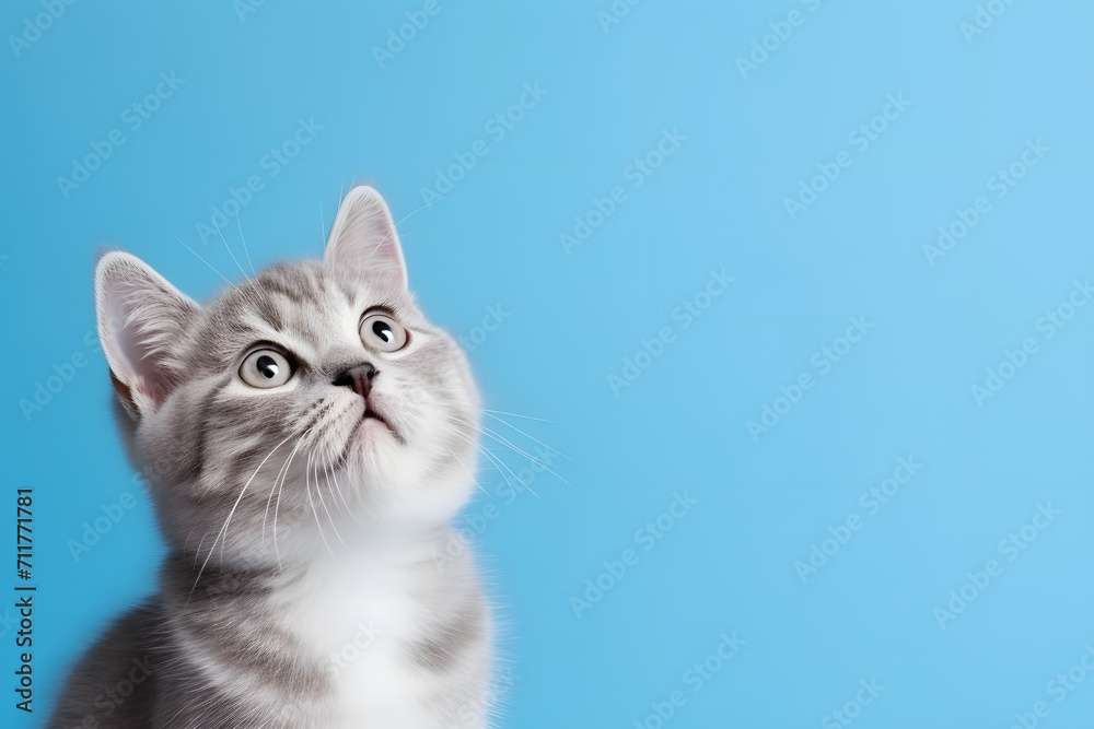 a cat looking up with a blue background