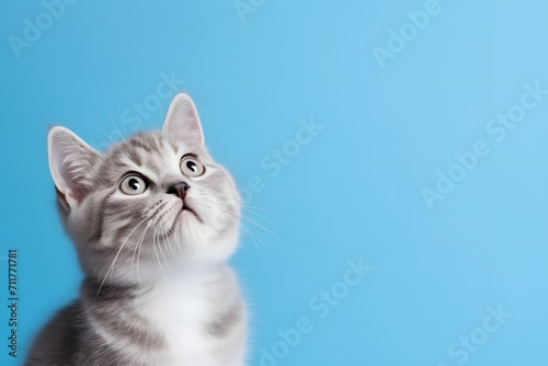 a cat looking up with a blue background