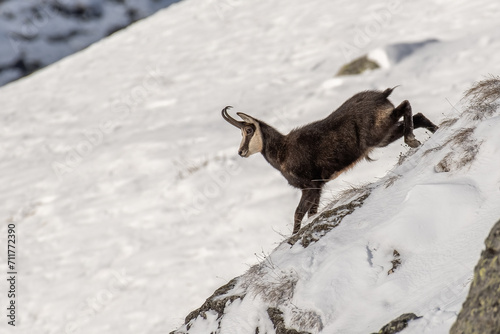 Obraz na płótnie Alpine chamois facing steep snowy precipice on a winter day in the italian Alps, January, (Rupicapra rupicapra) w salonie