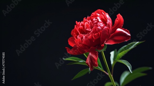 Timelapse of red peony flower blooming on black background, close-up. Valentine's Day concept. Mother's day, Holiday, Love, birthday background design. 4K UHD video timelapse    