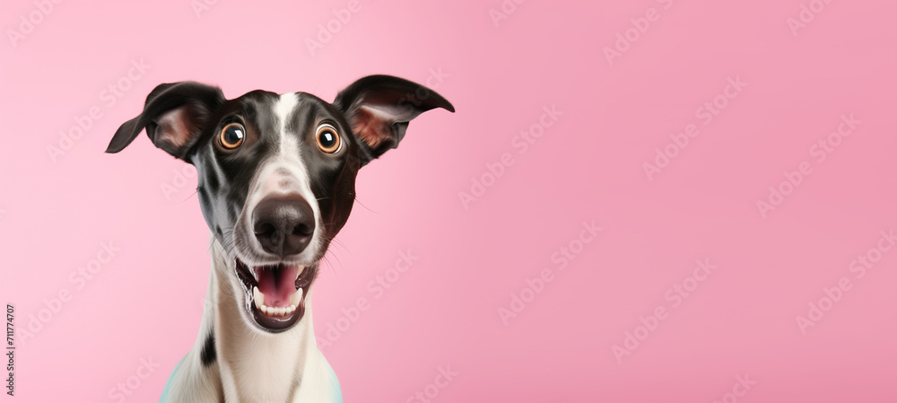 Excited Black and White Dog with Triangular Ears on Pink Background