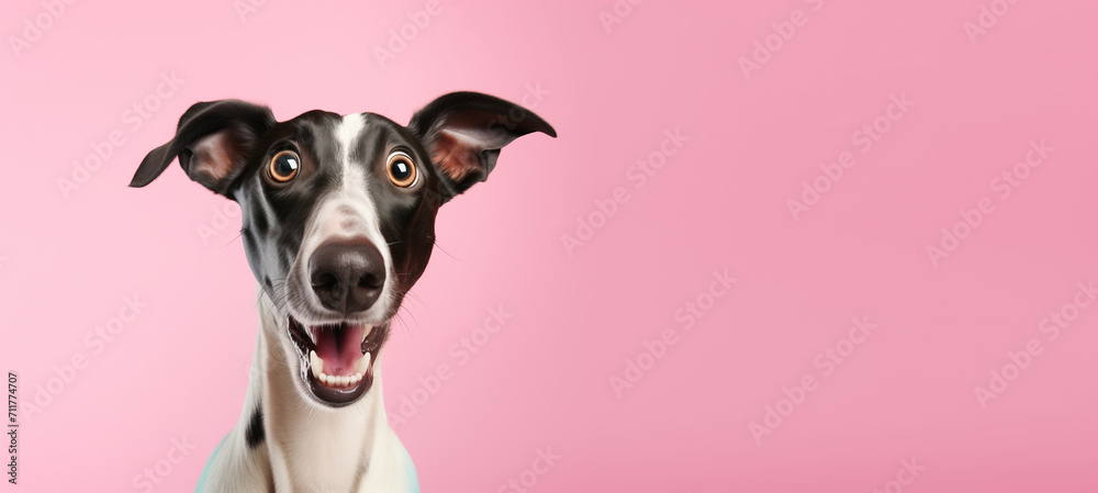 Excited Black and White Dog with Triangular Ears on Pink Background Excited Black and White Dog with Triangular Ears on Pink Background