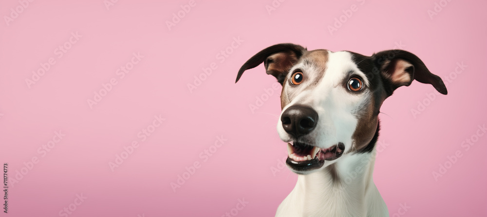 Joyful Black and White Dog with Copy Space on Pink Background