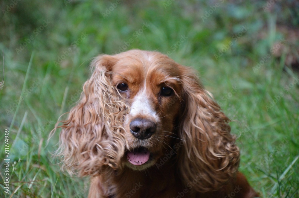 Cocker Spaniel