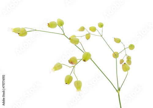 Bladder campion plant isolated on white background, Silene vulgaris photo